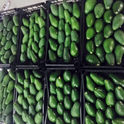 Premium Fresh Fuerte/Hass Avocados for sale/Fresh Avocado Fruits